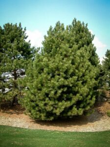 Сосна Чёрная (Pinus Nigra) купить по цене от 270.00р. в интернет-магазине «Посадика» с доставкой почтой в в Алупке и по всей России – [изображение №1].