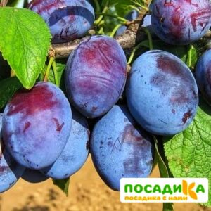 Слива Чачакская ранняя купить по цене от 229.00р. в интернет-магазине «Посадика» с доставкой почтой в в Алупке и по всей России – [изображение №1].