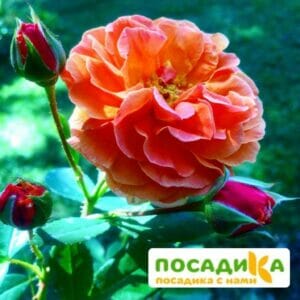 Роза Арабия купить по цене от 350.00р. в интернет-магазине «Посадика» с доставкой почтой в в Алупке и по всей России – [изображение №1].