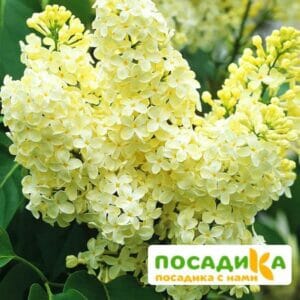 Сирень Примроуз (Primrose) купить по цене от 529.00р. в интернет-магазине «Посадика» с доставкой почтой в в Алупке и по всей России – [изображение №1].