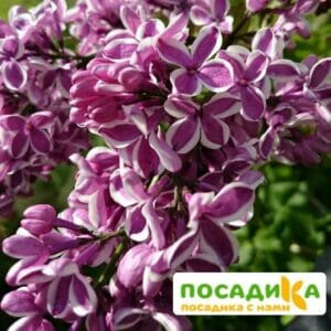 Сирень Сенсация купить по цене от 529.00р. в интернет-магазине «Посадика» с доставкой почтой в в Алупке и по всей России – [изображение №1].