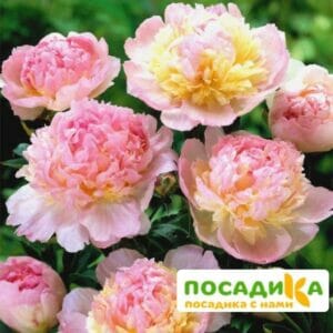 Пион Распберри Сандей (Paeonia Raspberry Sundae) купить по цене от 959р. в интернет-магазине «Посадика» с доставкой почтой в в Алупке и по всей России – [изображение №1].