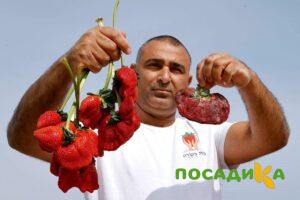 Клубника Гигант Джорнея купить по цене от 266р. в интернет-магазине «Посадика» с доставкой почтой в в Алупке и по всей России – [изображение №1].