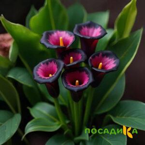 Калла Аура Лейс купить по цене от 400р. в интернет-магазине «Посадика» с доставкой почтой в в Алупке и по всей России – [изображение №1].