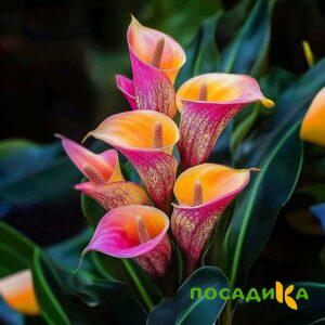 Калла Оникс купить по цене от 450р. в интернет-магазине «Посадика» с доставкой почтой в в Алупке и по всей России – [изображение №1].