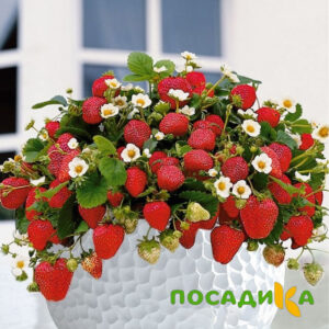 Клубника Рубиновый Шепот (горшечная) купить по цене от 240р. в интернет-магазине «Посадика» с доставкой почтой в в Алупке и по всей России – [изображение №1].