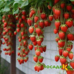 Клубника вьющаяся Комплимент купить по цене от 470р. в интернет-магазине «Посадика» с доставкой почтой в в Алупке и по всей России – [изображение №1].