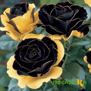 Роза Ханни Сикл купить по цене от 700р. в интернет-магазине «Посадика» с доставкой почтой в в Алупке и по всей России – [изображение №1].