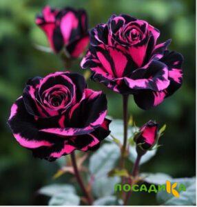 Роза Багровый Шепот купить по цене от 366р. в интернет-магазине «Посадика» с доставкой почтой в в Алупке и по всей России – [изображение №1].