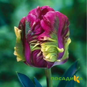 Тюльпан Экзотик Хэвен купить по цене от 186р. в интернет-магазине «Посадика» с доставкой почтой в в Алупке и по всей России – [изображение №1].